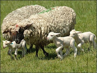Wool crafts and weaving